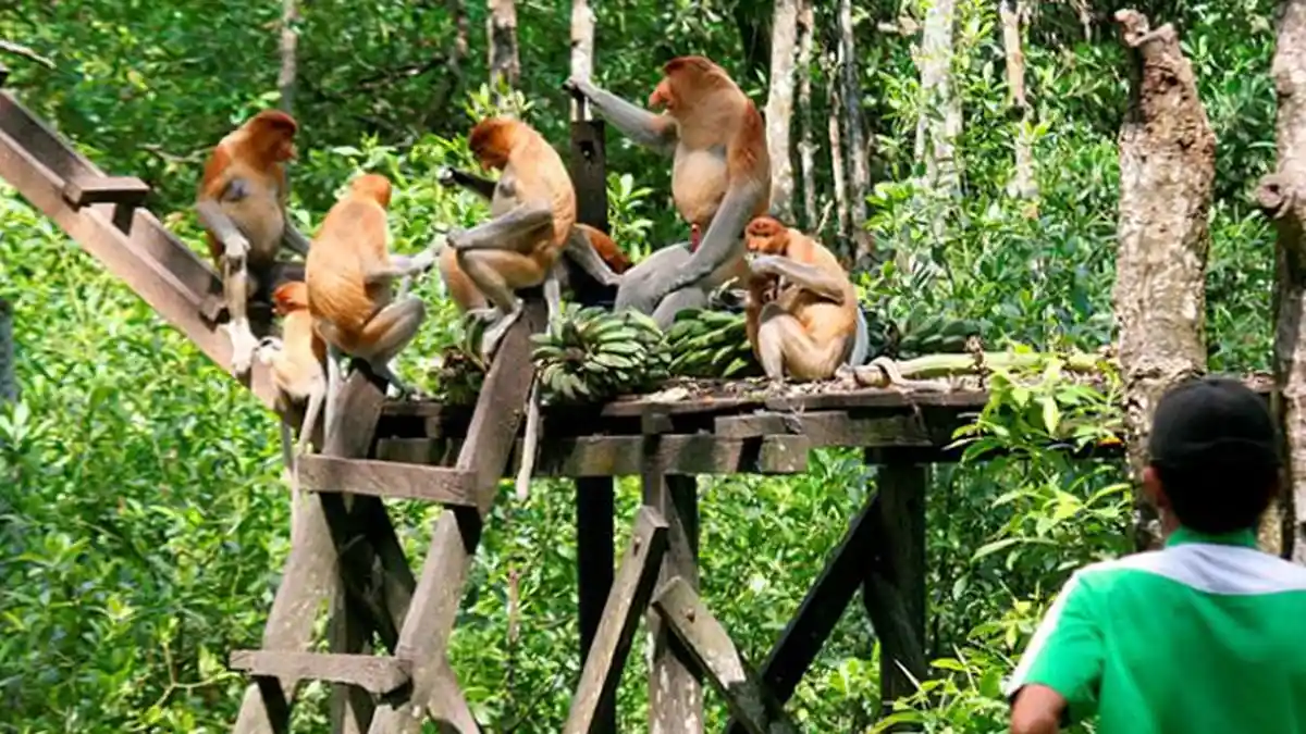 Dukung Wisata Mangrove Demak, KKP Siap Bantu Perahu