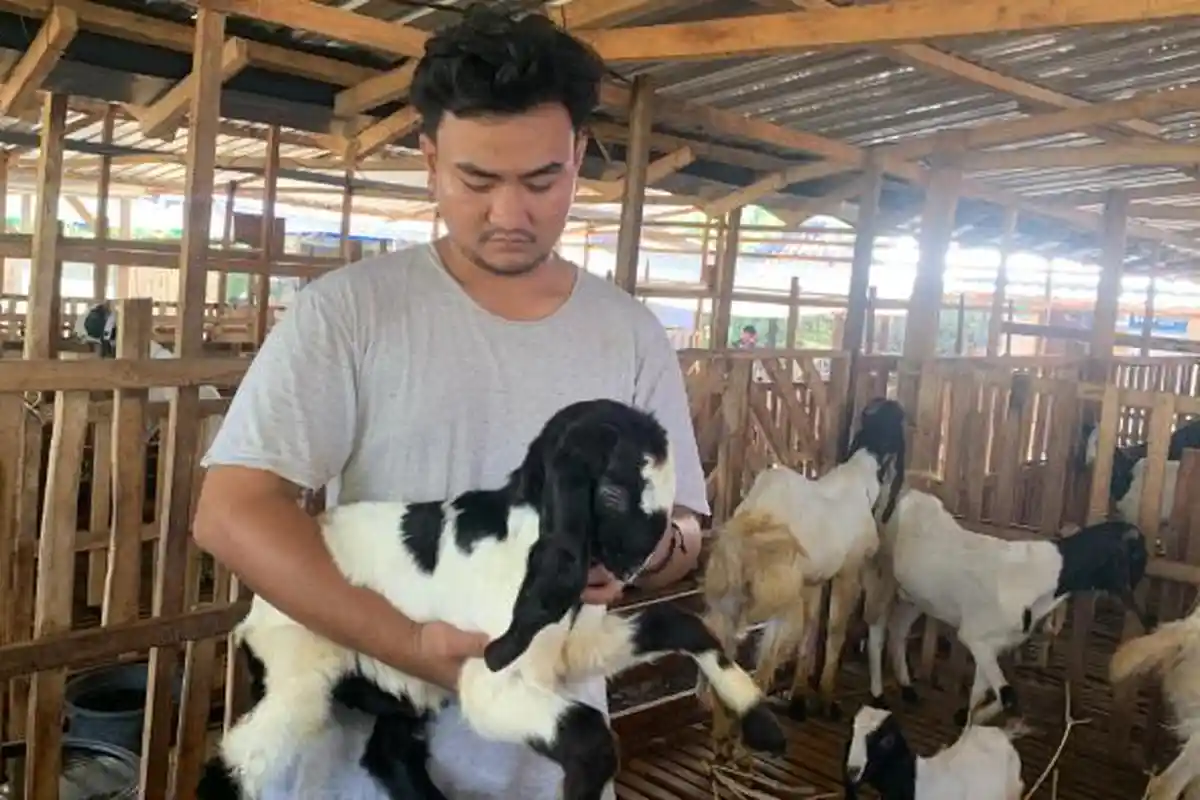 Berkah Idul Adha bagi Peternak Kambing di Lombok Timur, Omzet Naik Sampai Miliaran Rupiah