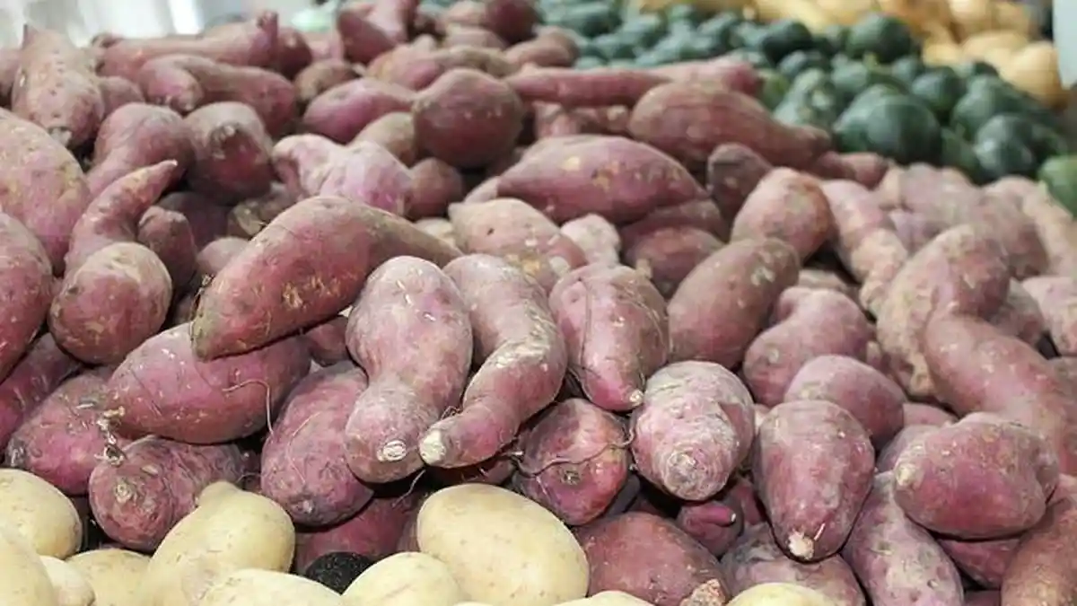 9 Manfaat dan Kandungan Ubi Jalar Bagi Kesehatan, Tak Cuma Jadi Sumber Karbohidrat, Ternyata Ini