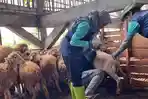 Petugas-Disnakeswan-intens-melakukan-pemeriksaan-hewan-kurban.jpg