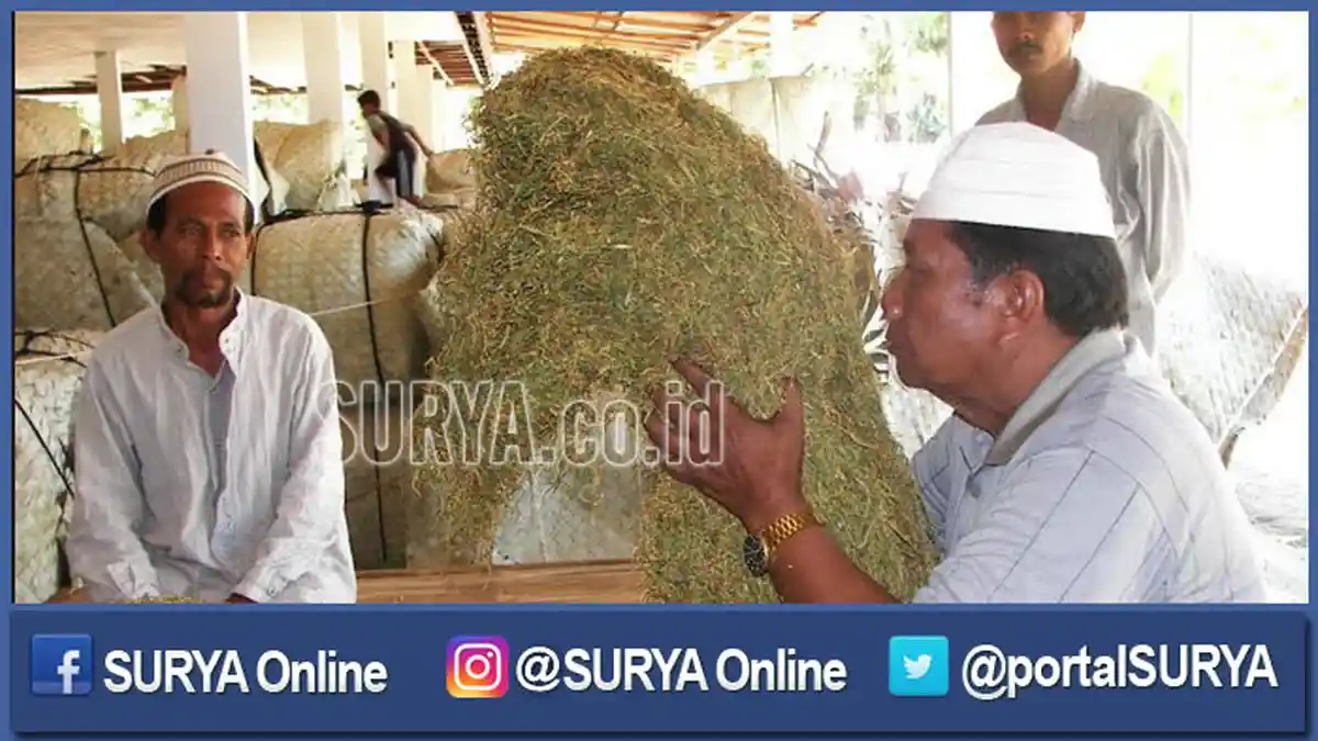 Ratusan Ton Tembakau Warga Sumenep Tak Terbeli, Ini Peyebabnya