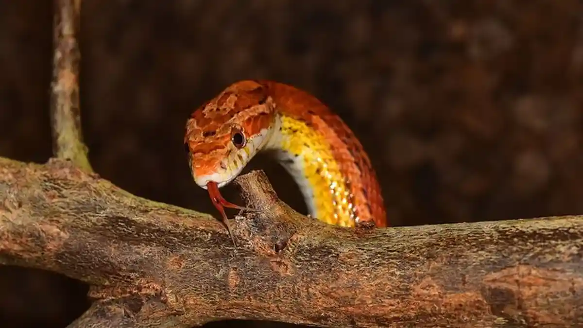 Arti Mimpi Melihat Ular Merah Pertanda Enteng Jodoh, Bagaimana Jika Digigit Ular Merah?