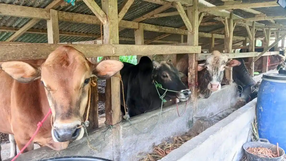 Jelang Idul Adha, Kesehatan Hewan Ternak di Lampung Barat Mulai Diperiksa