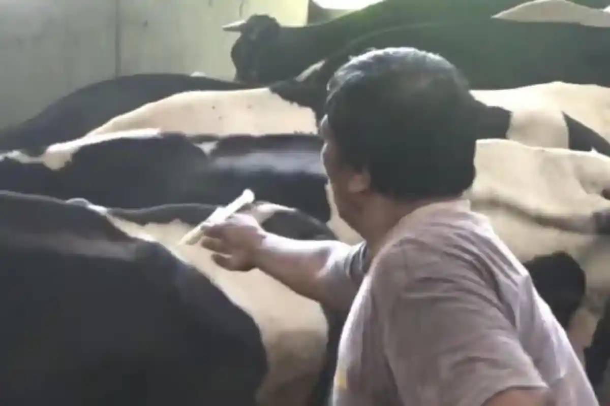 Pilih Obati Sendiri Hewan Ternak, Peternak Sapi di Sidoarjo Suntikkan Injectamin dan Penstrep-400