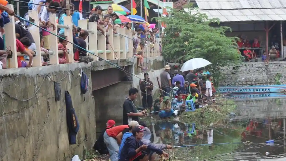 Sodetan Kali Pemali Siasem Pulo Brebes Mendadak Diserbu Ratusan Pemancing