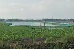 RAWA-SEMANDO-Kondisi-Rawa-Semando-Babat-Lamongan-Jawa-Timur-yang.jpg