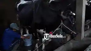 Ilustrasi-proses-pemerasan-susu-sapi-di-Boyolali.jpg
