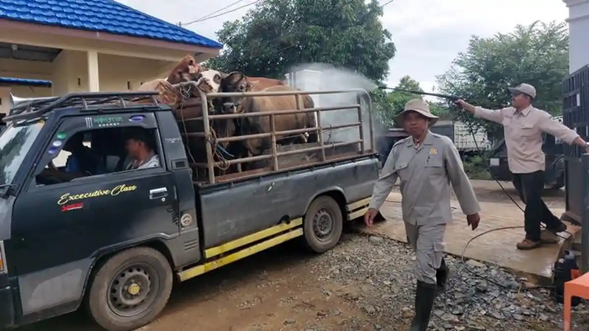 Wabah PMK di Jawa  Merebak,  Transaksi di Pasar Hewan Pelaihari Tetap Ramai