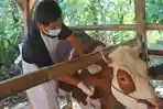 Petugas-melakukan-vaksinasi-kepada-sapi-yang-akan-digunakan-sembelihan-Idul-Adha-2026.jpg