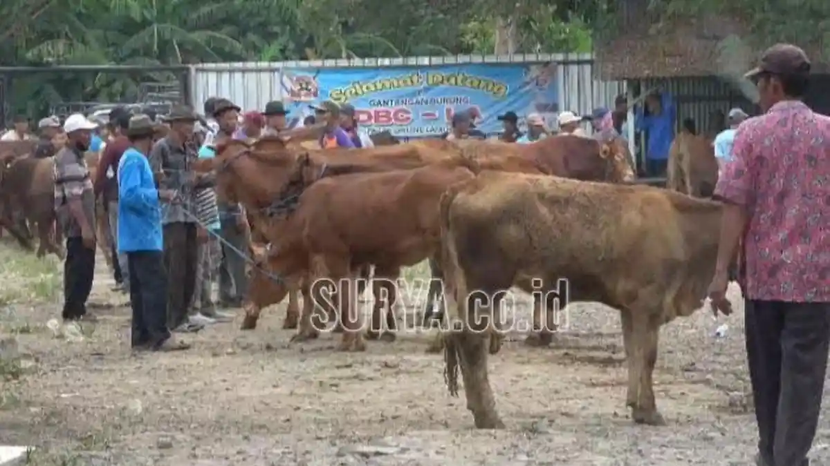 Jelang Idul Adha 2024, Harga Hewan Kurban Sapi di Lamongan Naik Hingga Rp 2 Juta