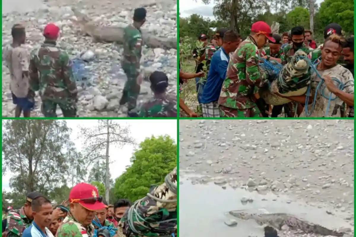 Luar Biasa, Anggota Satgas Yonarmed 3/105 Tarik Sukses Jinakkan Buaya, Ini Kisahnya