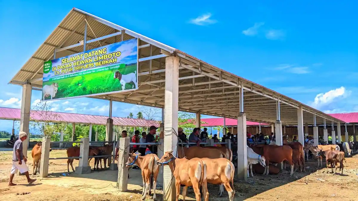 Intip Pasar Hewan di Limboto, Masyarakat Kabupaten Gorontalo Kini Gampang Jual Beli Ternak