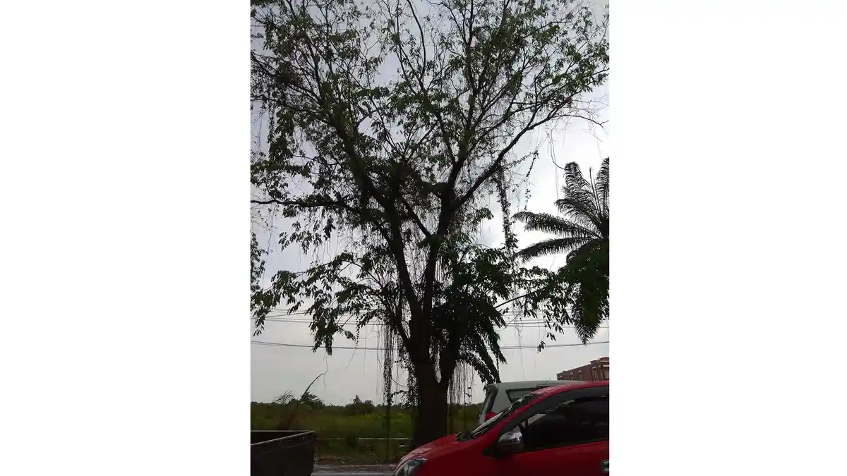 Dahan Pohon Patah di Jalan Sultan Hamid II Sudah Sering Terjadi