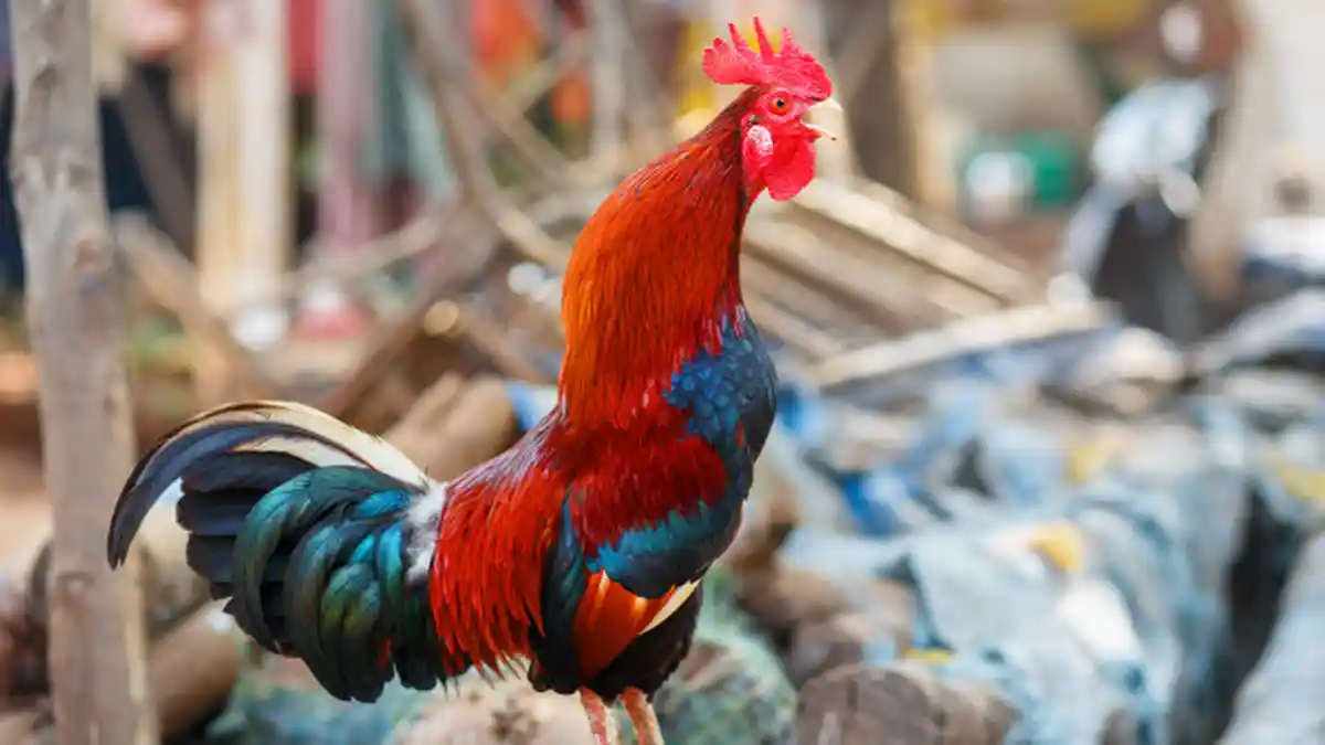 ARTI MIMPI Melihat Ayam Dipotong Menurut Primbon Jawa, Waspada dengan Orang Tersayang