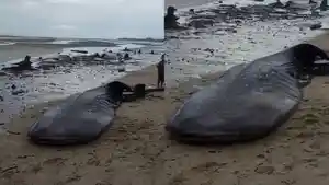 Video-Viral-Bangkai-Ikan-Hiu-Paus-Terdampar-di-Pantai-Loma-Kolaka-Utara-Sulawesi-Tenggara.jpg