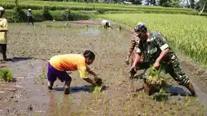PERAN-TNI-DI-PERTANIAN-Portret-sejumlah-prajurit-TNI-tengah-melakukan-penanama.jpg