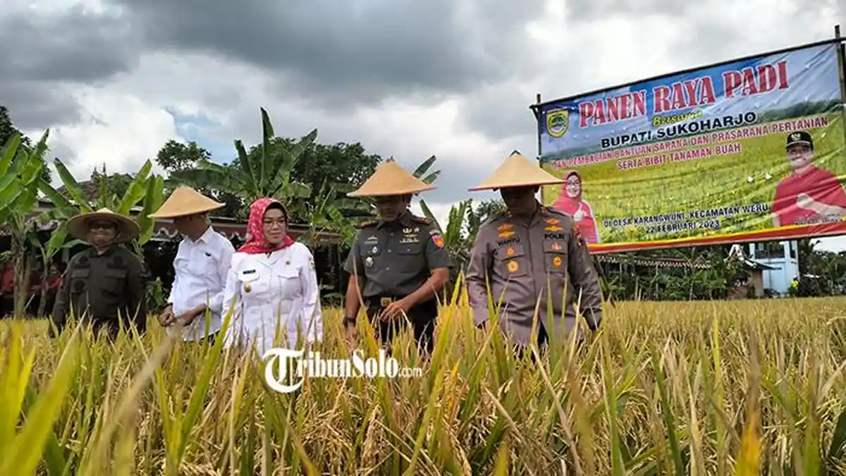 Sukoharjo Makmur Panen Raya Padi, Etik Suryani : Rapatkan Barisan untuk Swasembada Pangan Nasional