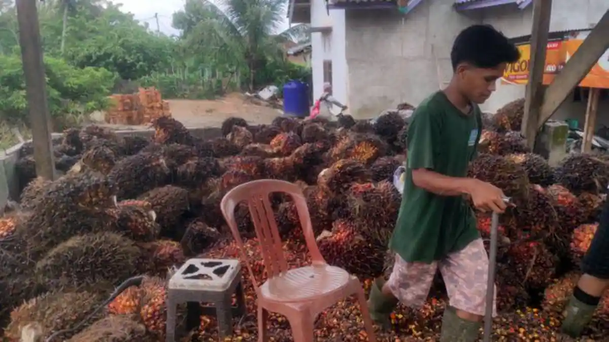 Harga Sawit Hari Ini di Kabupaten Empat Lawang Sumsel Naik Jadi Rp 2.300 Per Kilogram
