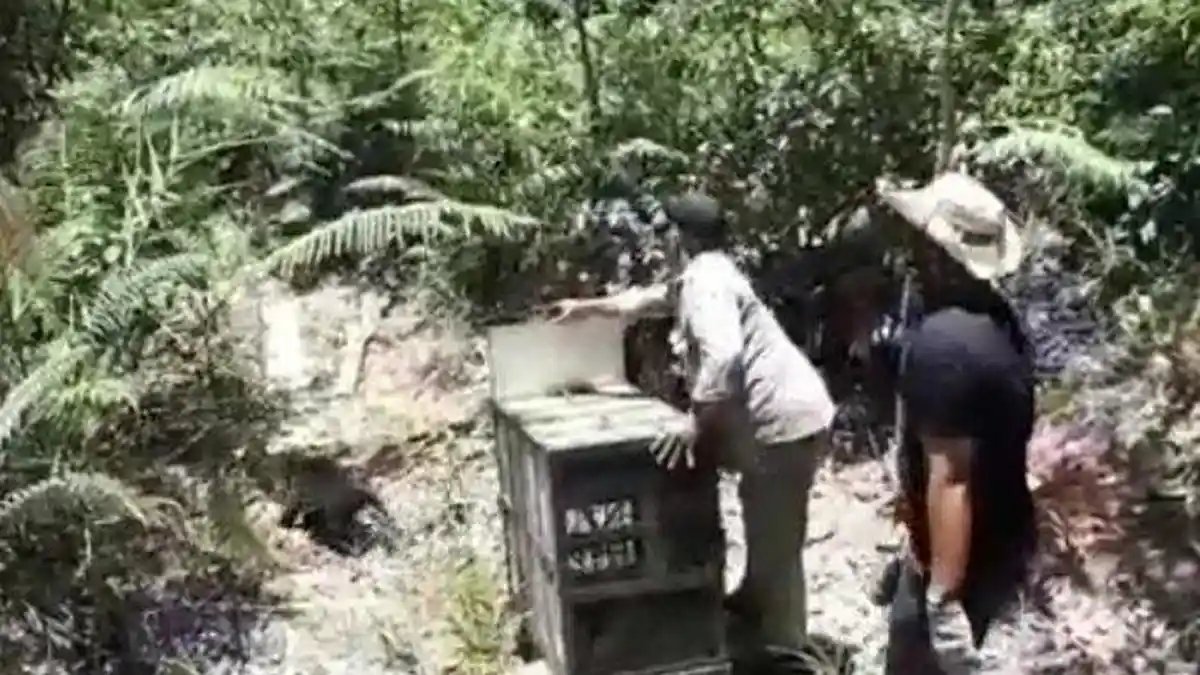 Beruang Madu Sitaan Dilepas ke Hutan Lindung di Aceh Barat