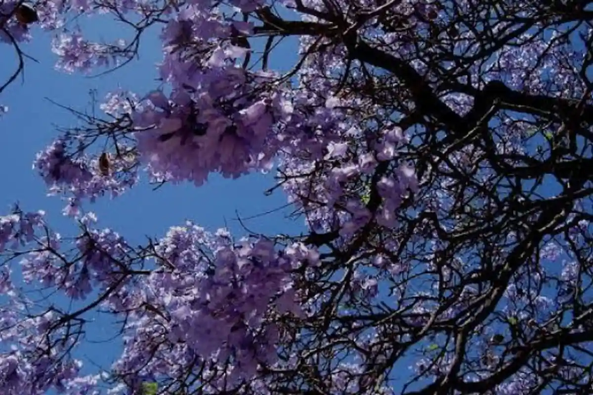 Pemkot Surabaya Akan Tanam Pohon Jacaranda, Bunganya Mirip Tabebuya yang Sempat Viral