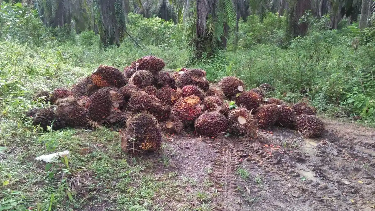 Update Harga TBS Sawit Hari ini di OKU Rabu 3 Desember 2025, Naik Jadi Rp 3.150/Kg Tingkat Pabrik