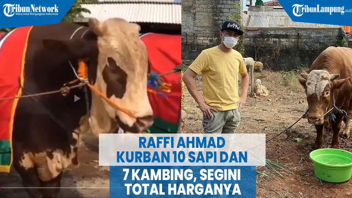 VIDEO Raffi Ahmad Kurban 10 Sapi dan 7 Kambing, Total Harganya Bikin Kaget