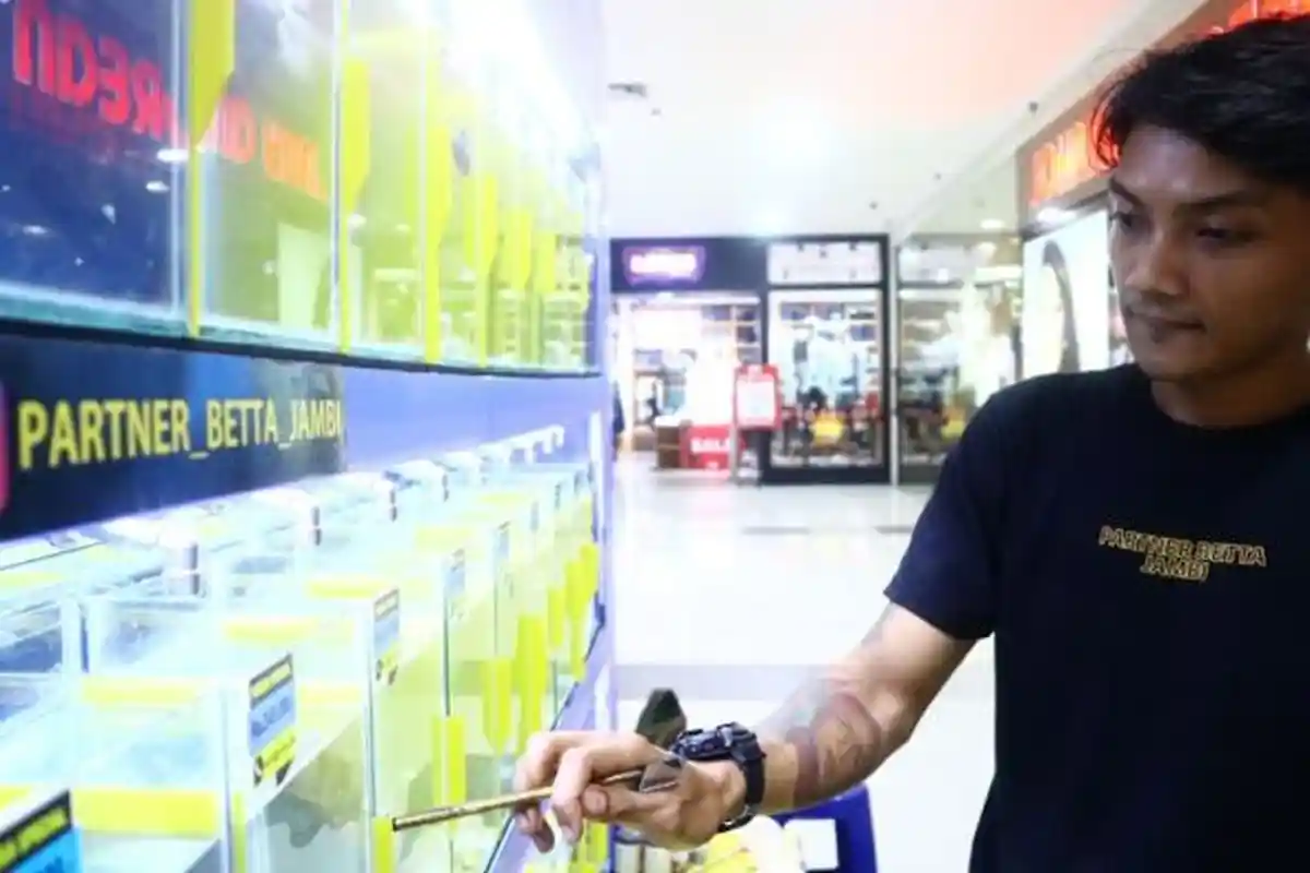 Kisah Sukses Pebisnis Ikan Cupang di Jambi, Berawal dari Hobi, Kini Bikin Hidupnya tak Susah Lagi 