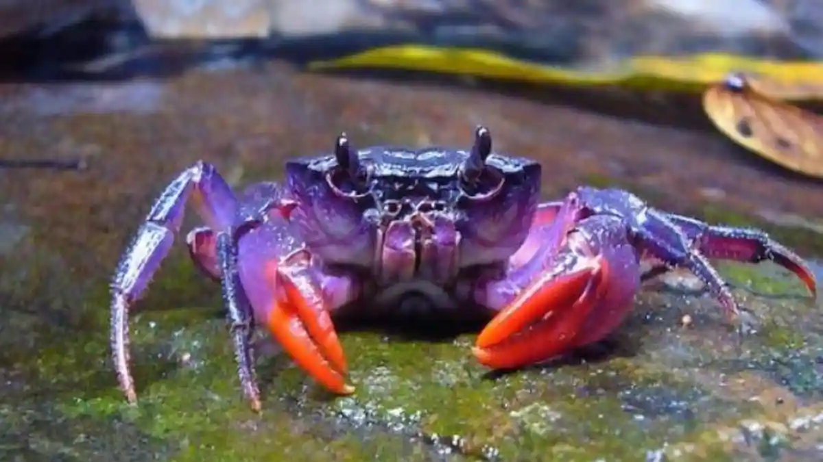 Fakta Menarik Kepiting - Bisa Berubah Warna hingga Capitan Nyaris Sekuat Gigi Singa