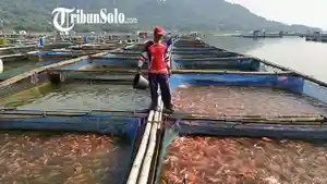 Petani-tengah-memberi-makan-ikan-nila-di-Waduk-Gajah-Mungkur-Wonogiri.jpg
