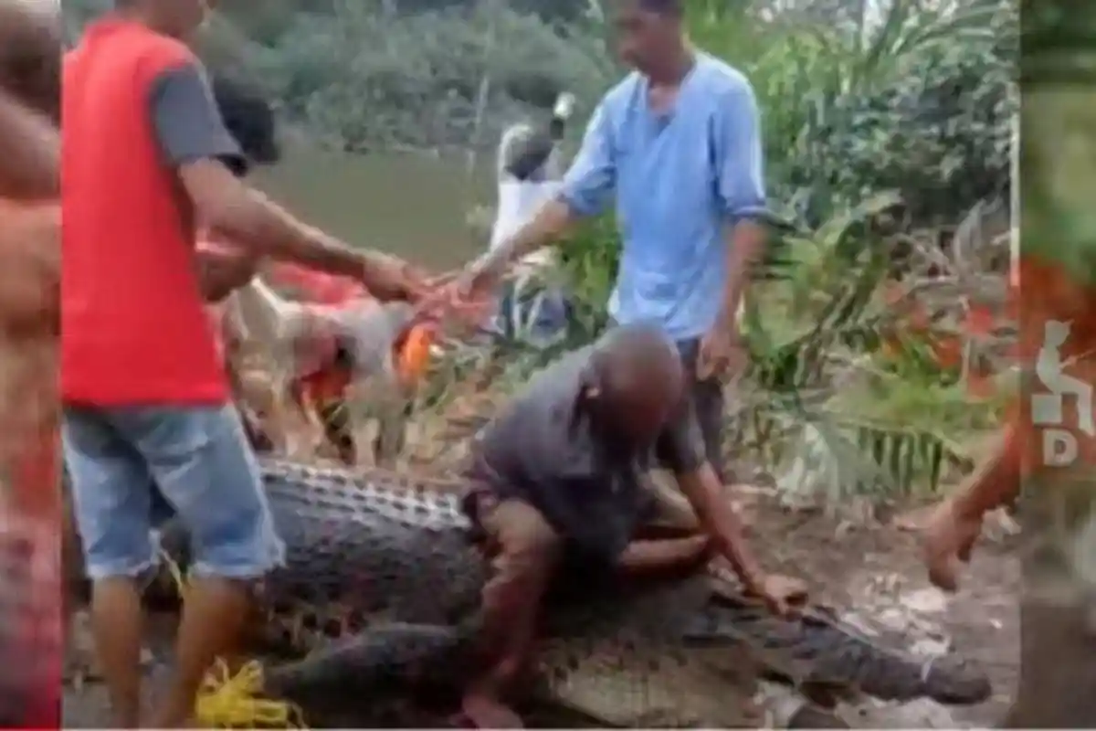 Gunakan Tali Tambang, Buaya 700 Kg dan Panjang 4 Meter Ditangkap Warga karena Telah Memangsa Manusia