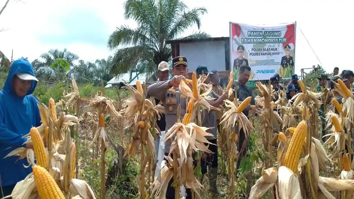 Polsek Silat Hilir Bersama Kelompok Tani Panen 1 Ton Jagung 