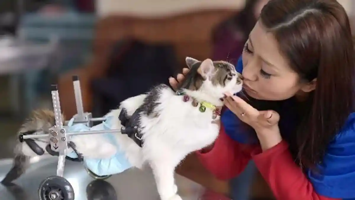 Roda Mirip Dokar Gantikan Kaki Kucing yang Lumpuh