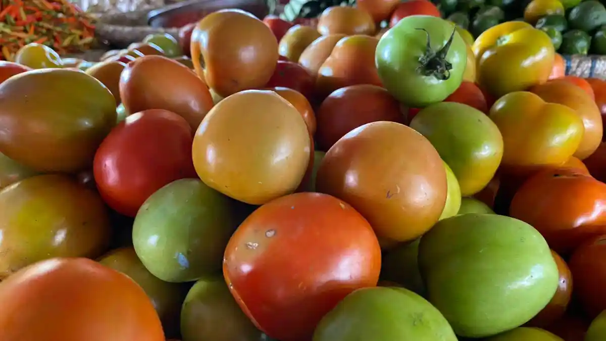 Harga Tomat di Pasar Beriman Tomohon Sulawesi Utara Turun, Rp 18 Ribu per Kilogram