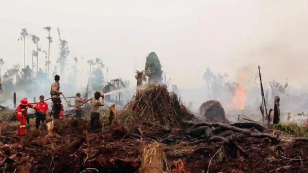 Astaga! Hutan Terbakar, 25 Orang Tewas Terpanggang