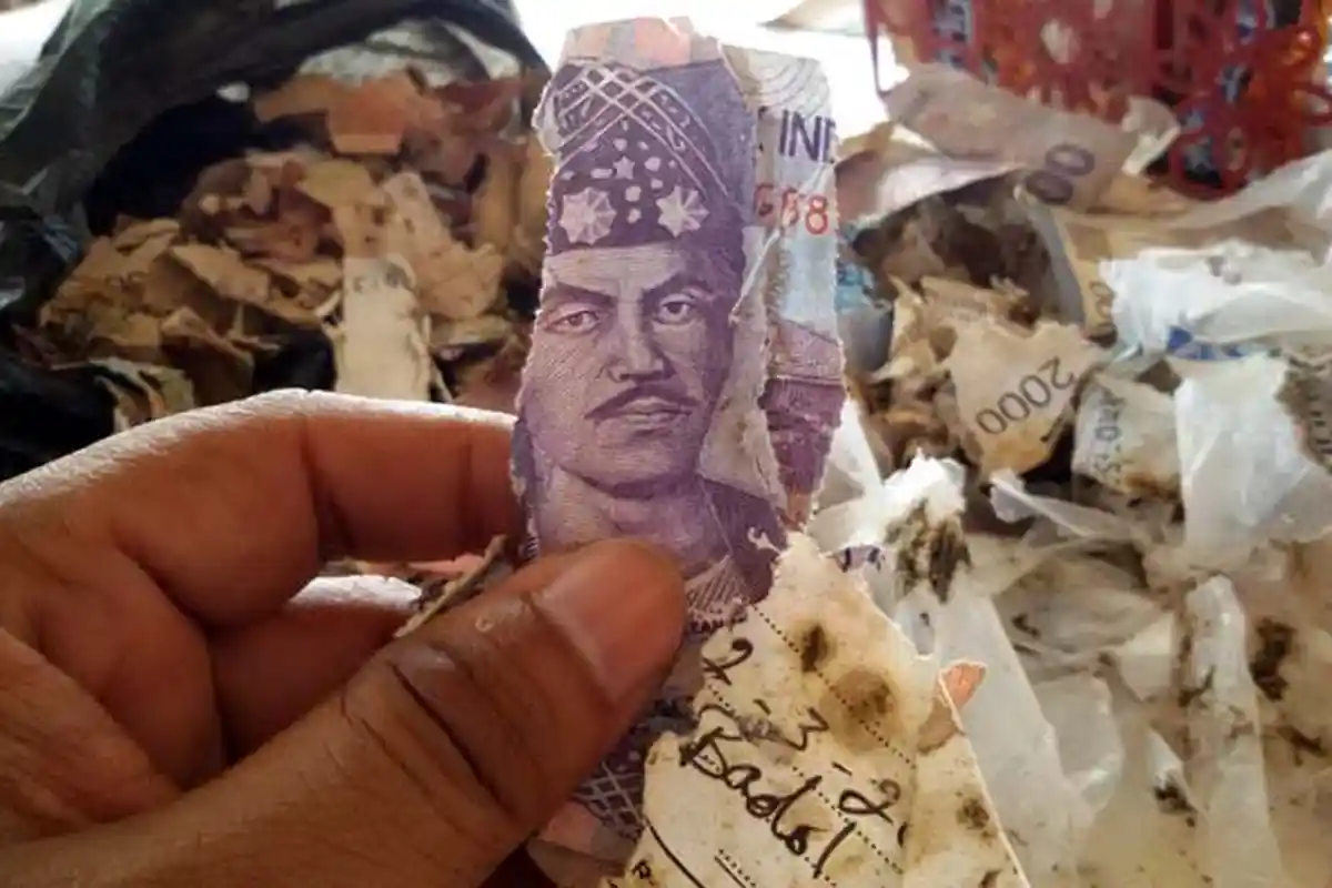 Lembaran Rupiah Milik Warga Perbatasan Indonesia-Malaysia Tercerai-berai saat Disimpan di Rumah