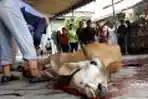 Peradi Serahkan Sapi Kurban ke Rutan Pondok Bambu