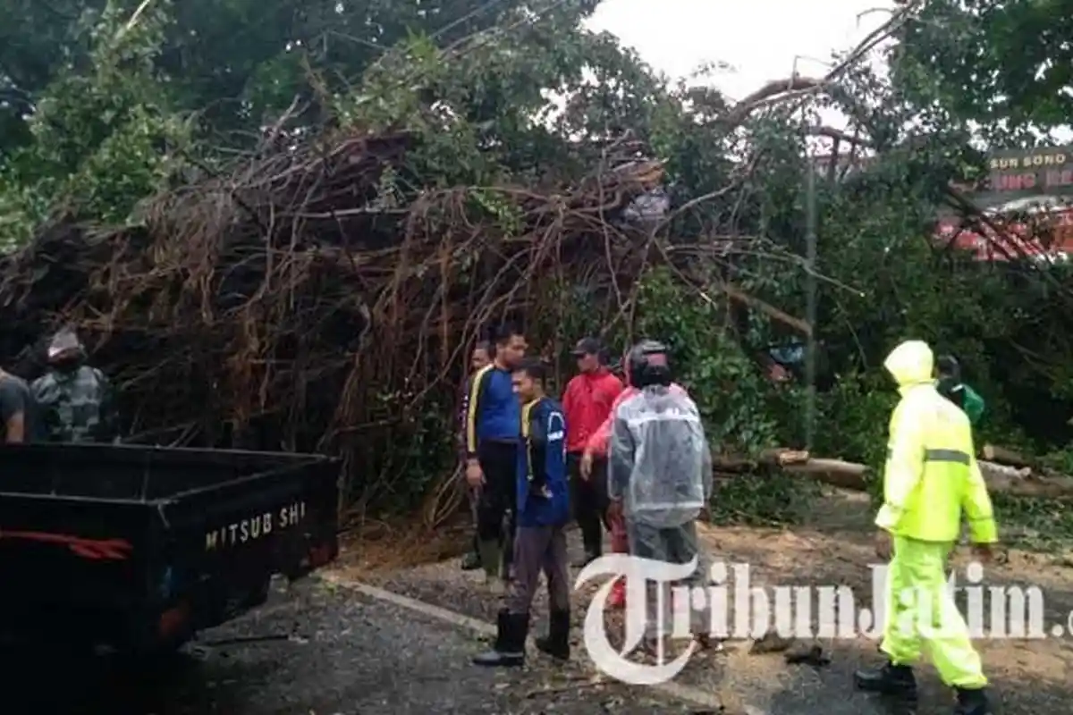 Dua Pohon Beringin Tumbang Buat Jalan Pakisaji Malang Ditutup Total, Polisi Alihkan Arus Lalu Lintas