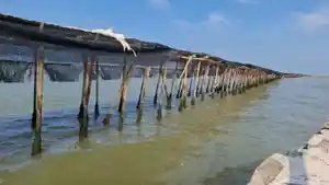 pagar-laut-di-banten.jpg