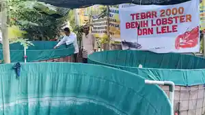 Program-budidaya-lobster-dan-lele.jpg