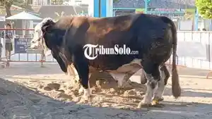 Sapi-Jumbo-Prabowo.jpg