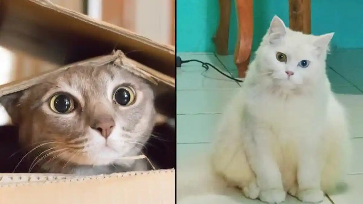 Kucing Suka Kardus, Ini Alasannya, Simak Penjelasan Lengkapnya