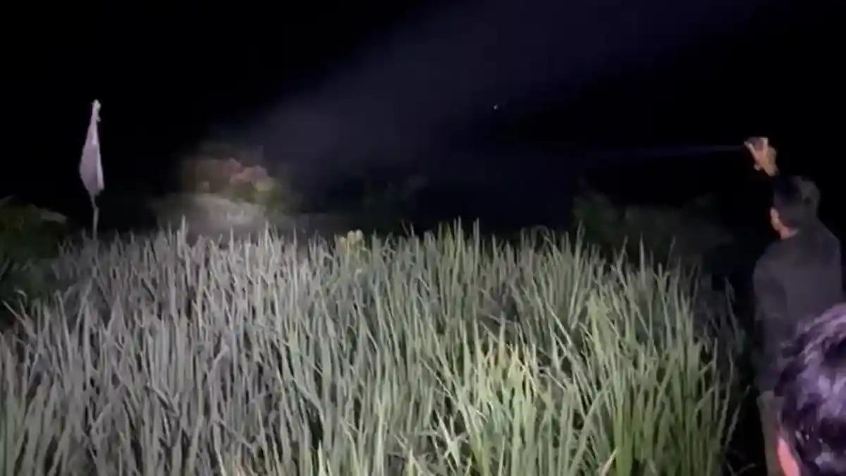 Teror Gajah Liar di PALI, Warga Resah, Tanaman Rusak, dan Pondok Roboh
