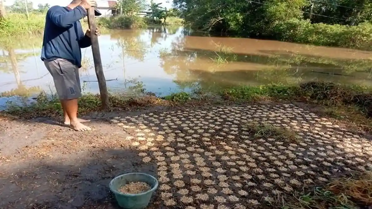 Begini Proses Membuat Bibit Padi Secara Tradisional Ala Petani di Kertapati Palembang