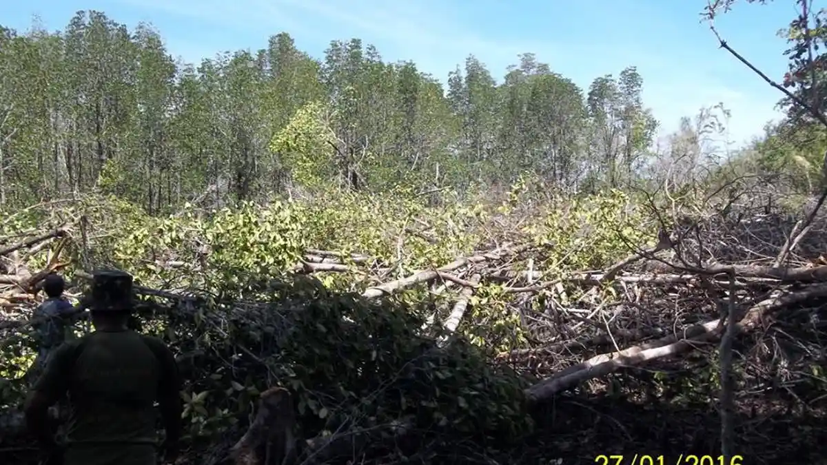 Warga Kampung Ambong Sedih Melihat Pembabatan Hutan Mangrove