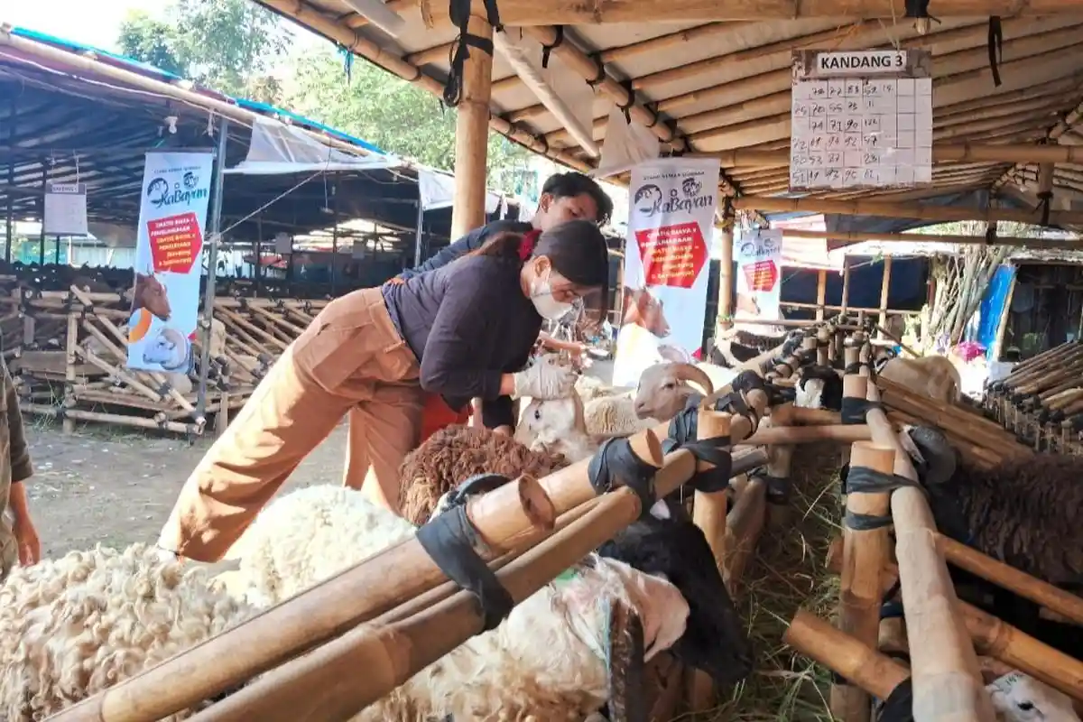Waspada PMK Masih Ada, DKP3 Majalengka Minta Masyarakat Lebih Hati-hati Memilih Hewan Kurban