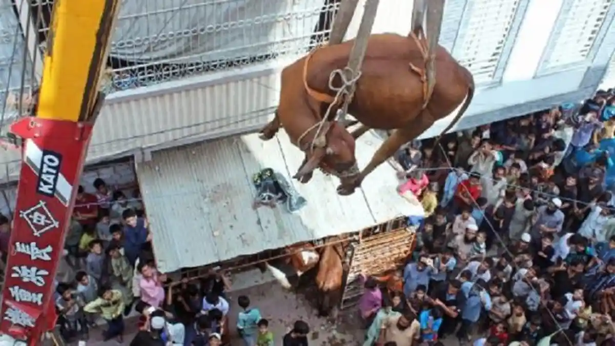 4 Tahun Tinggal di Lantai 4 Sebuah Rumah, Sapi dan Banteng Ini Akhirnya Dievakuasi