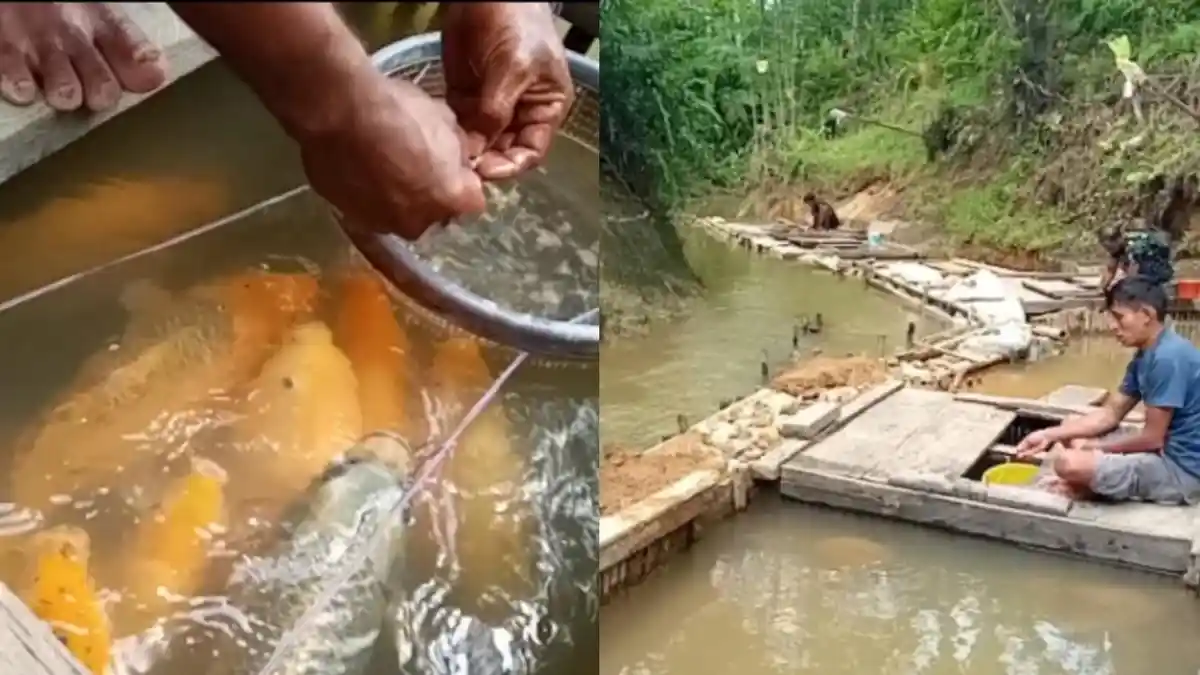 Mengenal Ikan Mas Berok asal Citorek-Lebak, Budidaya Ikan Warisan Leluhur dengan Keramba