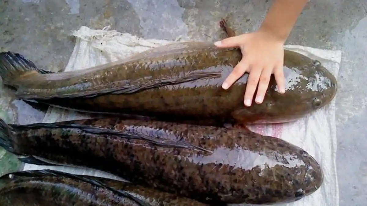 4 Manfaat Ikan Gabus yang Kini Diklaim Bisa Percepat Penyembuhan Pasien Positif Covid-19
