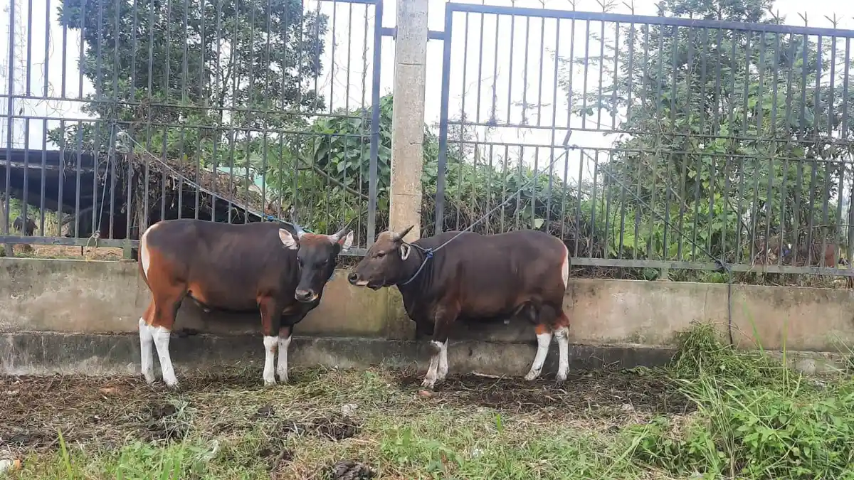 Jamin Bebas PMK, Dinas Peternakan Kutai Kartanegara Periksa 70 Persen Sapi Kurban