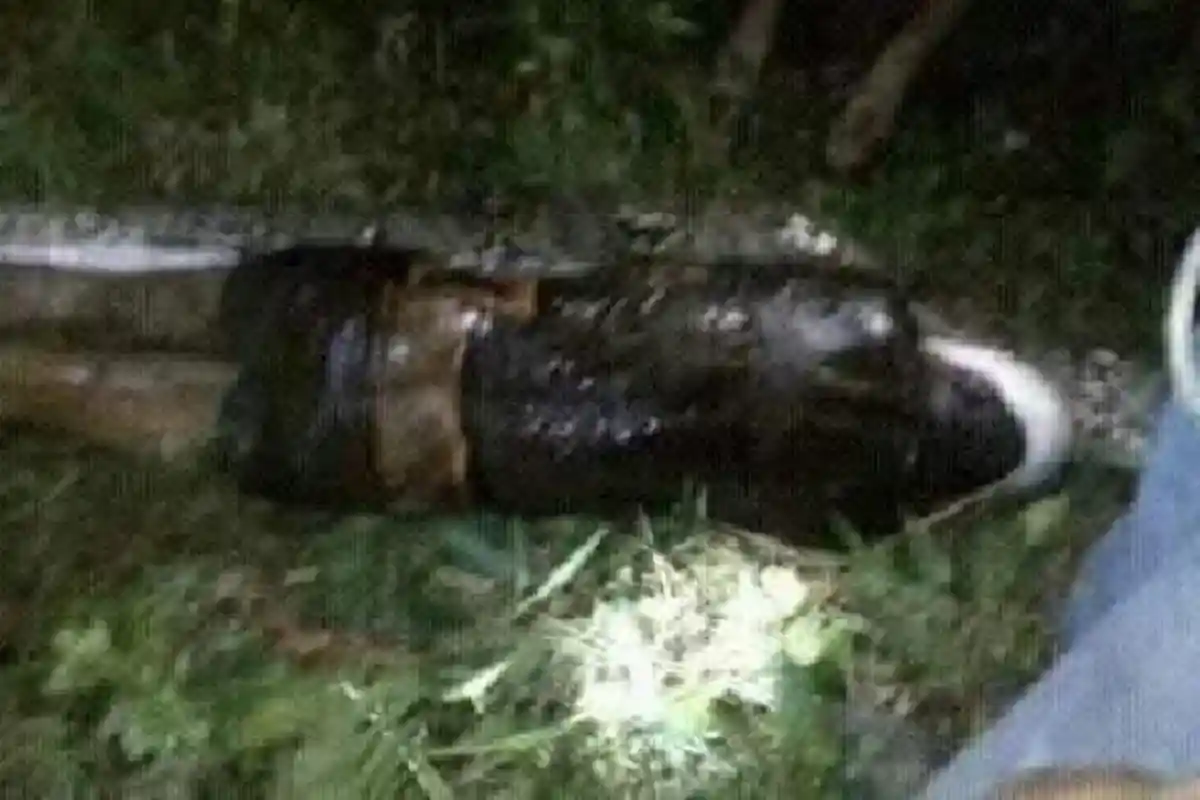 Sedang Memanen Sawit, Akbar Ditelan Hidup-hidup oleh Ular Piton